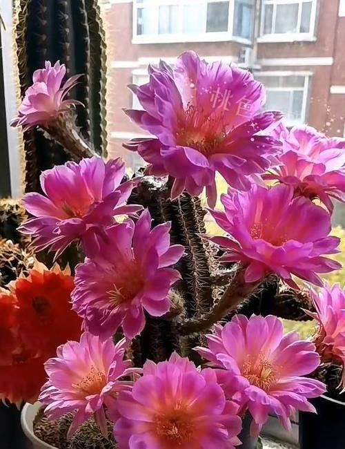 淡粉色仙人球花的寓意是什么？淡粉色仙人球花在花语中代表什么？