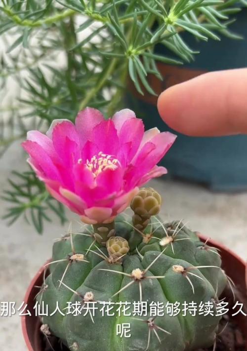 淡粉色仙人球花的寓意是什么？淡粉色仙人球花在花语中代表什么？