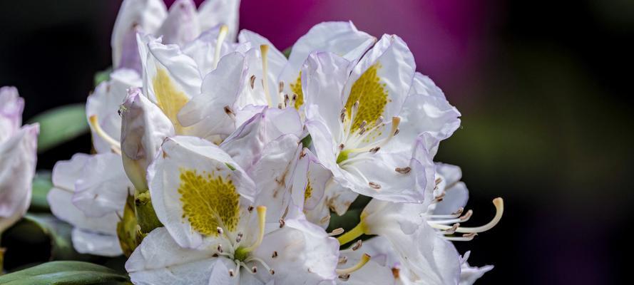 白色杜鹃花象征什么？送人白色杜鹃花有何寓意？