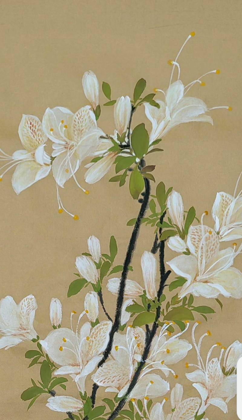 白色杜鹃花象征什么？送人白色杜鹃花有何寓意？