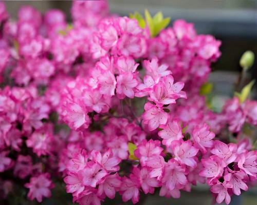 白色杜鹃花象征什么？送人白色杜鹃花有何寓意？