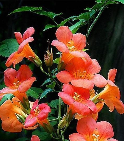 春节有哪些象征性的花卉？它们各自代表什么意义？