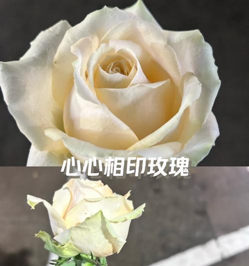 玫瑰银色的花语是什么？