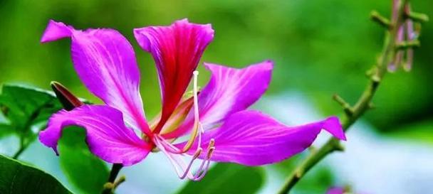 紫色的花通常象征着什么？它们的含义有哪些？