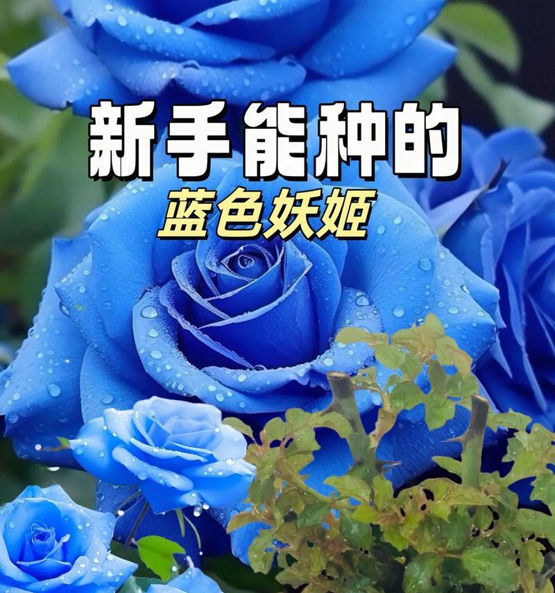 蓝色妖姬与玫瑰花的花语有何不同？