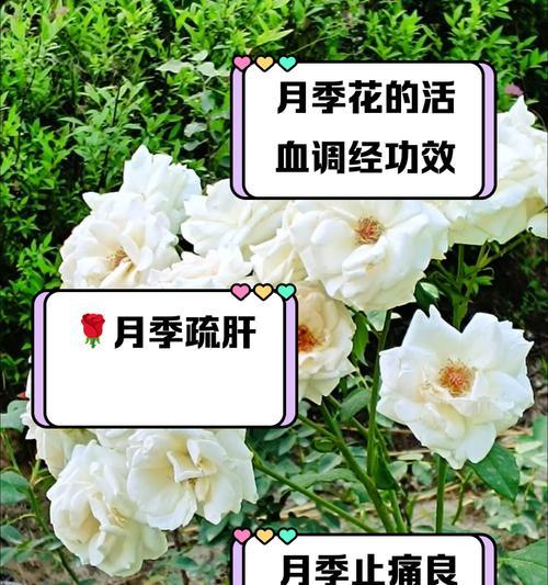 月季花的特色是什么？月季花的含义有哪些？