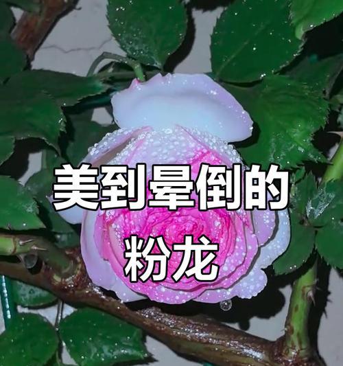 月季花的特色是什么？月季花的含义有哪些？
