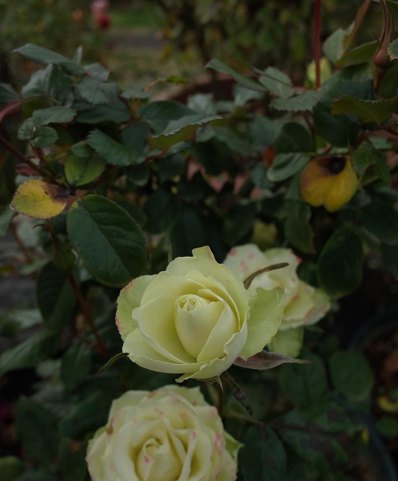 月季花的特色是什么？月季花的含义有哪些？