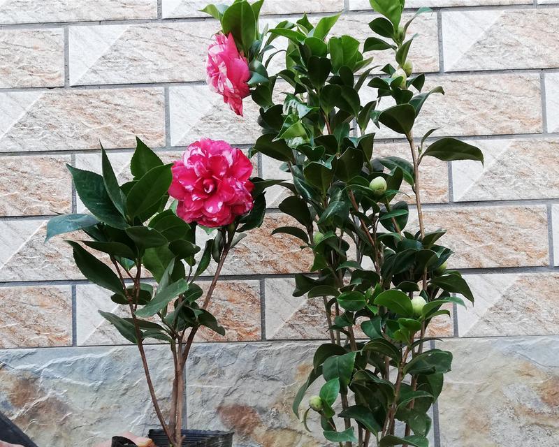 哪种花具有吉祥的寓意？