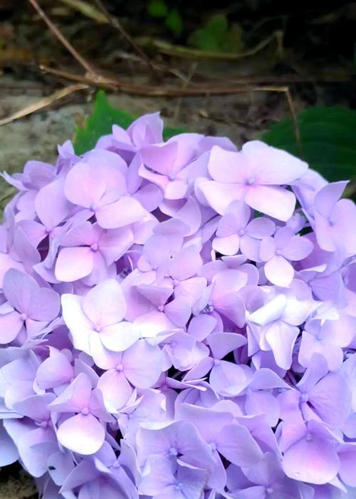 寓意总会成功的花是什么？哪种花象征成功？