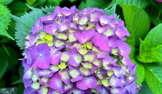 寓意总会成功的花是什么？哪种花象征成功？