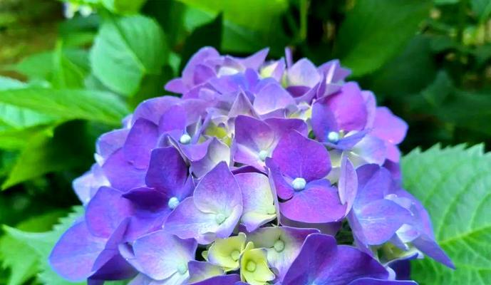 寓意总会成功的花是什么？哪种花象征成功？