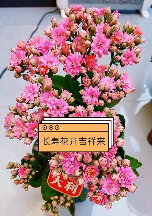 哪种花的花语代表健康？
