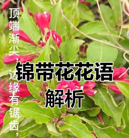 哪种花的花语代表健康？