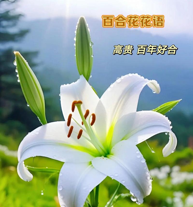 哪种花的花语代表健康？