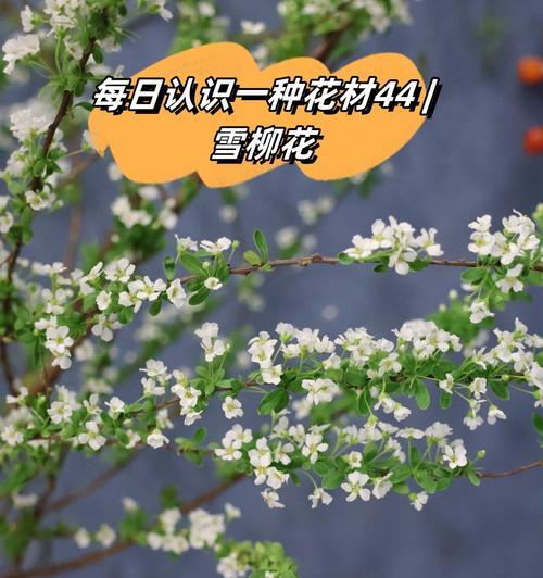 花卉如何寓意身体健康？哪种花象征健康？
