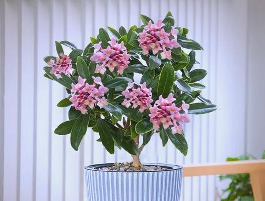 花卉如何寓意身体健康？哪种花象征健康？