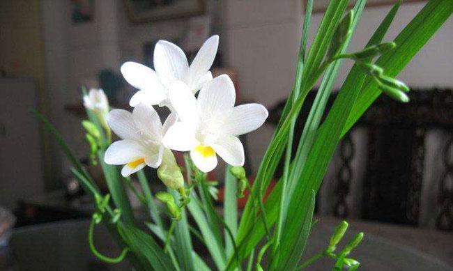 节能省电的花语是什么？有哪些花卉象征着环保和节约？