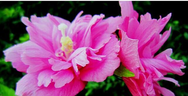 节能省电的花语是什么？有哪些花卉象征着环保和节约？