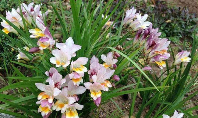 节能省电的花语是什么？有哪些花卉象征着环保和节约？