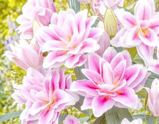 三支粉色百合花代表什么？它们的寓意是什么？