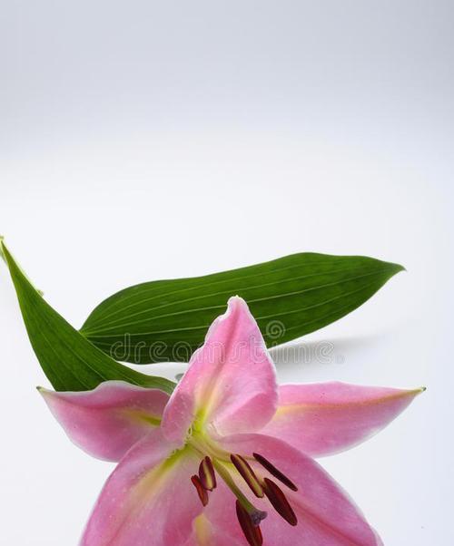三支粉色百合花代表什么？它们的寓意是什么？