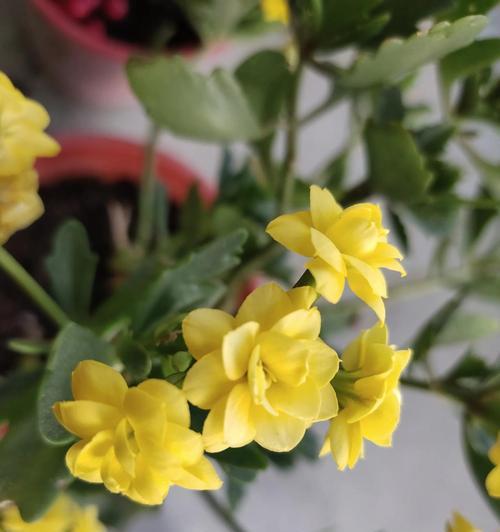 黄色保加利亚玫瑰代表什么？保加利亚玫瑰黄色的花语是什么？