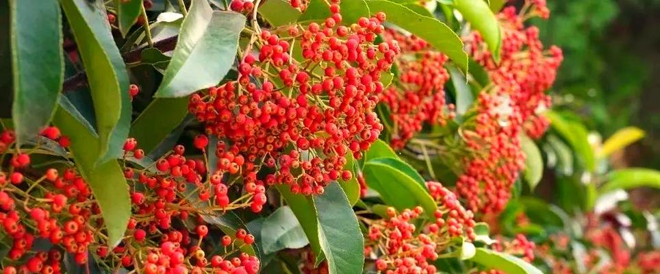 红色石楠花代表什么？红色石楠花的寓意是什么？