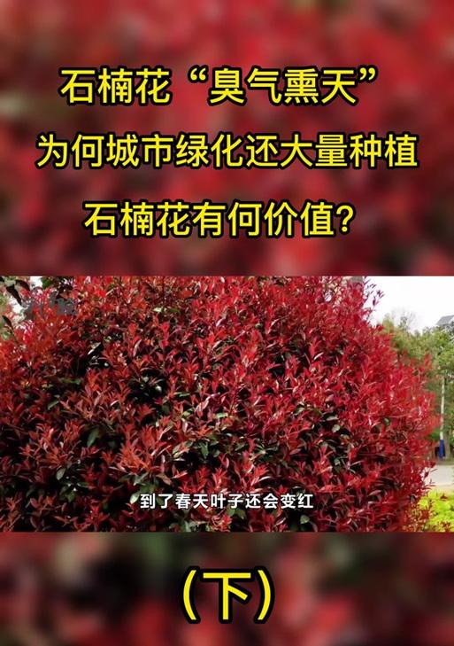 红色石楠花代表什么？红色石楠花的寓意是什么？