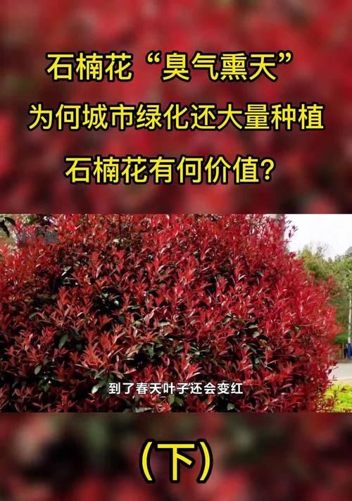 红色石楠花代表什么？红色石楠花的寓意是什么？