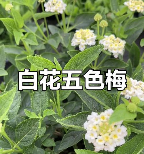 五瓣白色花代表什么意义？