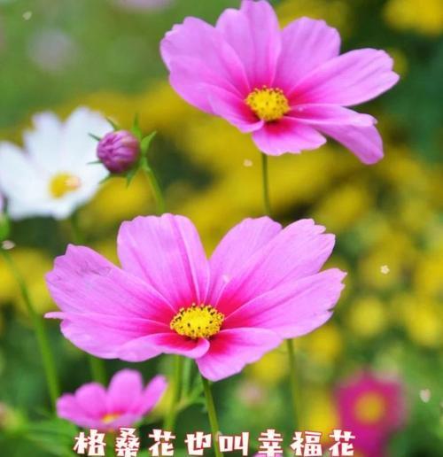 日本有哪些花象征幸福？幸福花的寓意是什么？