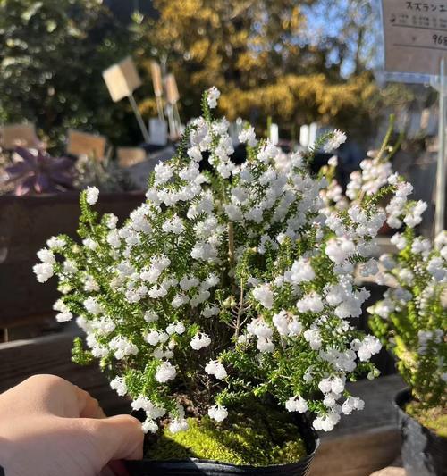 日本有哪些花象征幸福？幸福花的寓意是什么？