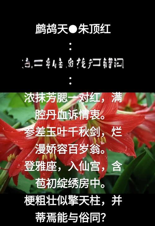 赭色花的花语是什么？它代表了什么？