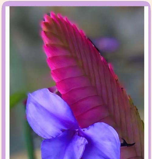 赭色花的花语是什么？它代表了什么？