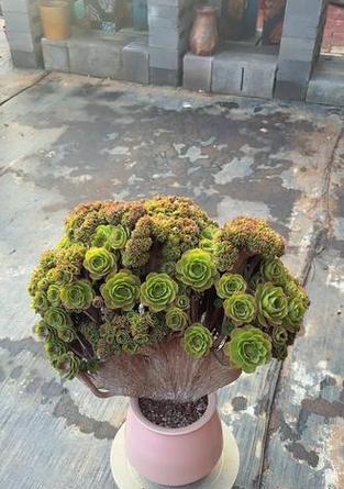 万圣节法师的花语代表什么？这些花语有何特别之处？