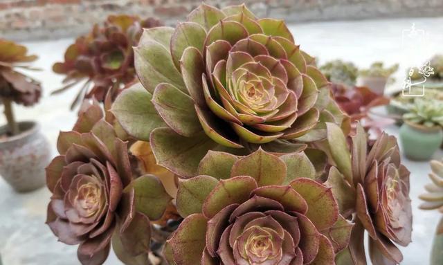 万圣节法师的花语代表什么？这些花语有何特别之处？