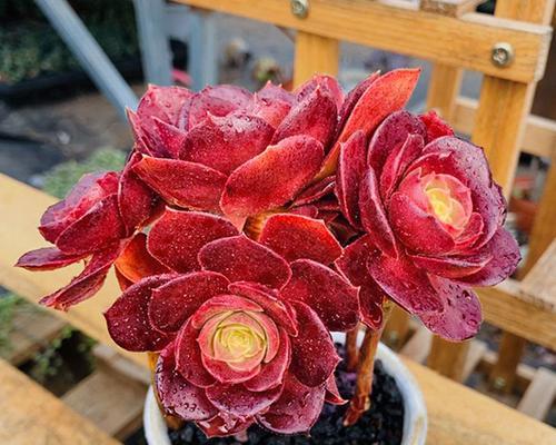 万圣节法师的花语代表什么？这些花语有何特别之处？