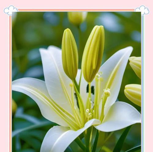 白色的花代表什么爱情寓意？白色花语有哪些？