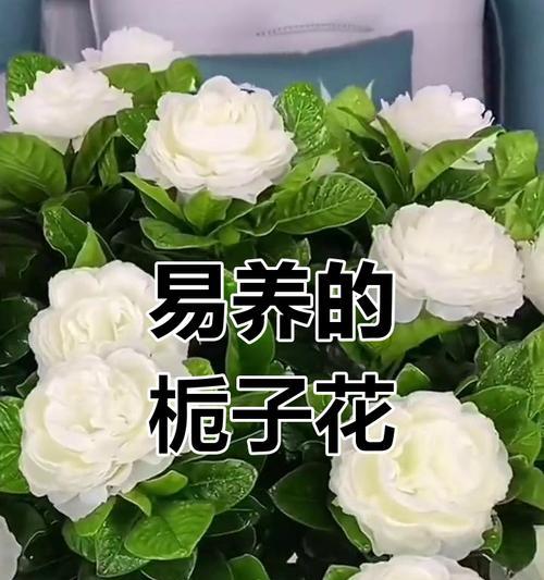 花的味道和颜色的含义是什么？花的香味颜色代表什么？