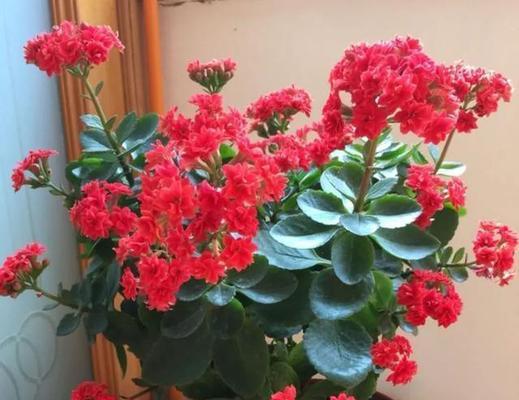 送象征平安的花是否合适？