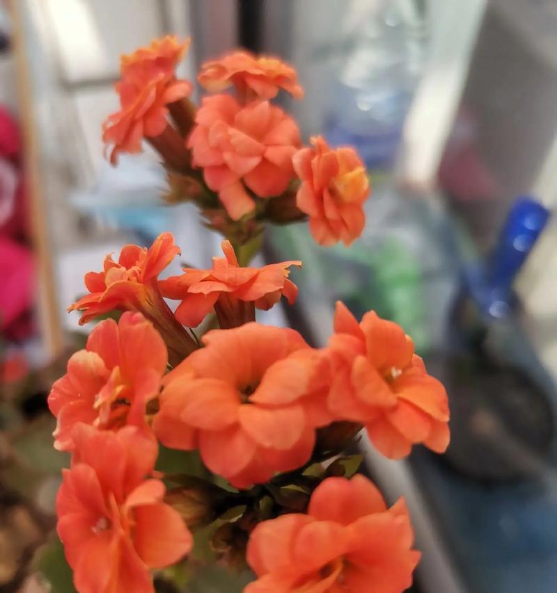 哪种花象征着天天快乐？