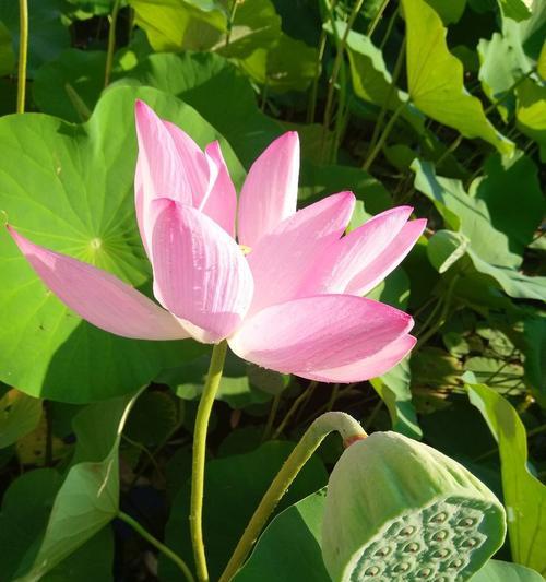 哪种花象征着天天快乐？