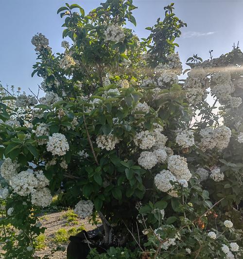 哪些花或树名寓意富贵且容易养护？