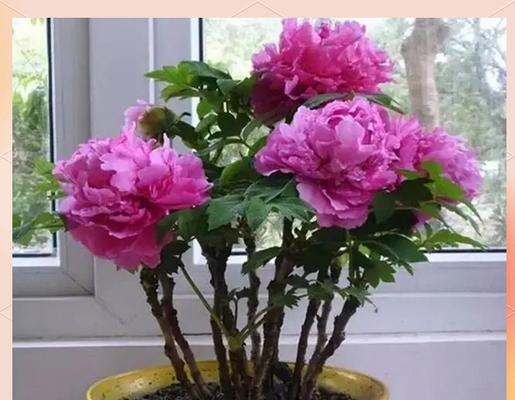 哪些花或树名寓意富贵且容易养护？