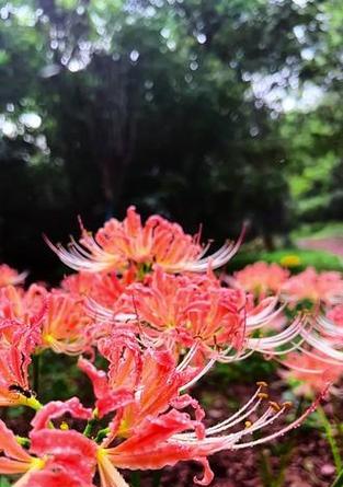 粉色花的花语是什么？