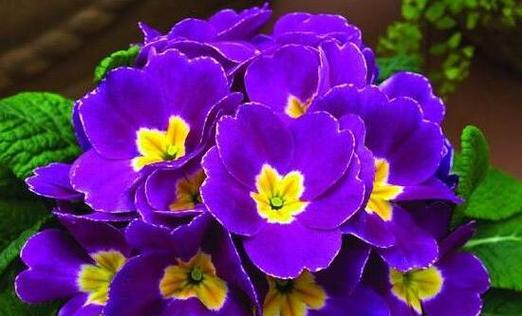 紫色花卉代表什么？紫色花的象征意义是什么？