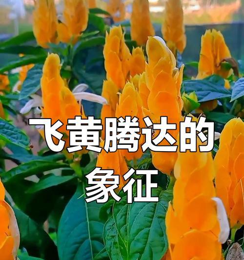 哪种花象征成功？