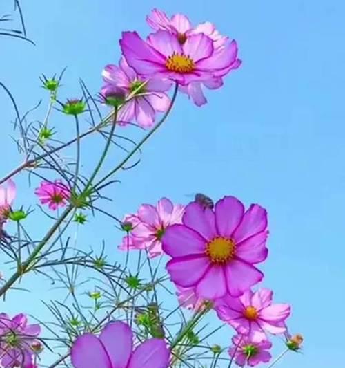哪种花象征成功？