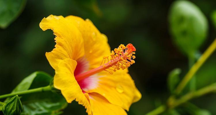 黄色芙蓉花象征着什么？它的寓意有哪些？